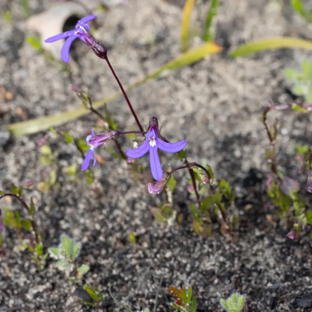 Lobelia Rhombifolia