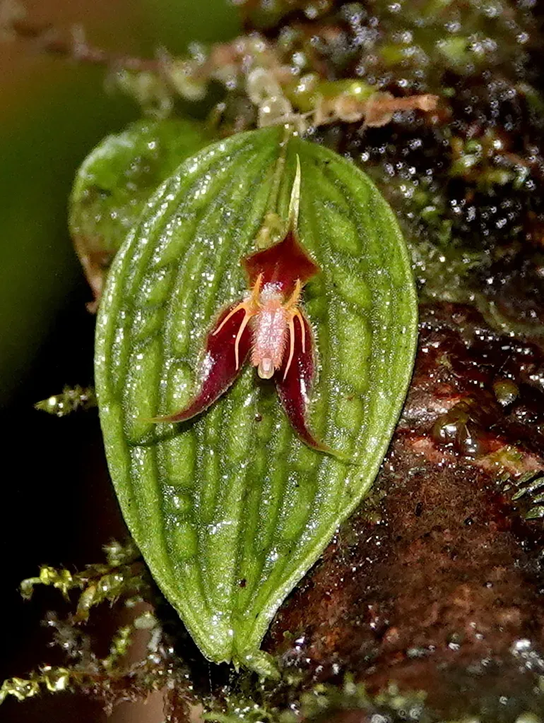 Lepanthes Hexapus