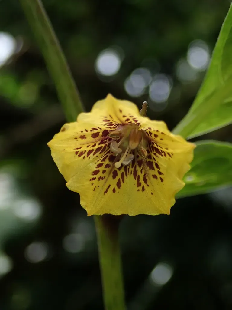 Capsicum Lycianthoides