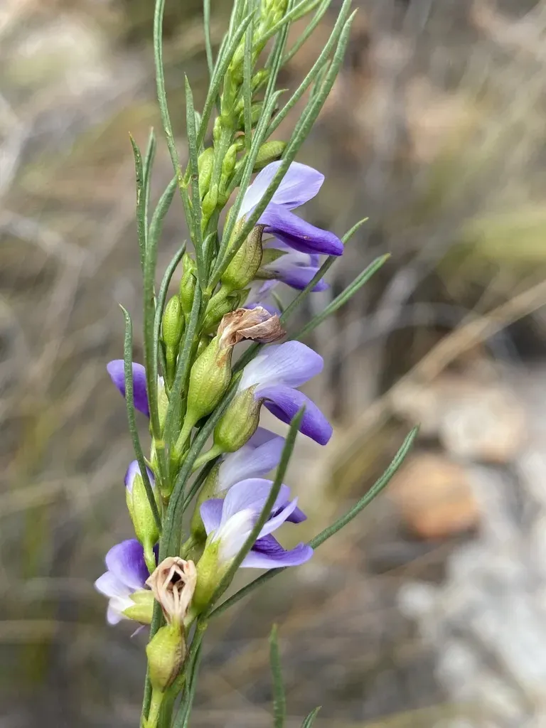 Old Tramp Fountainbush
