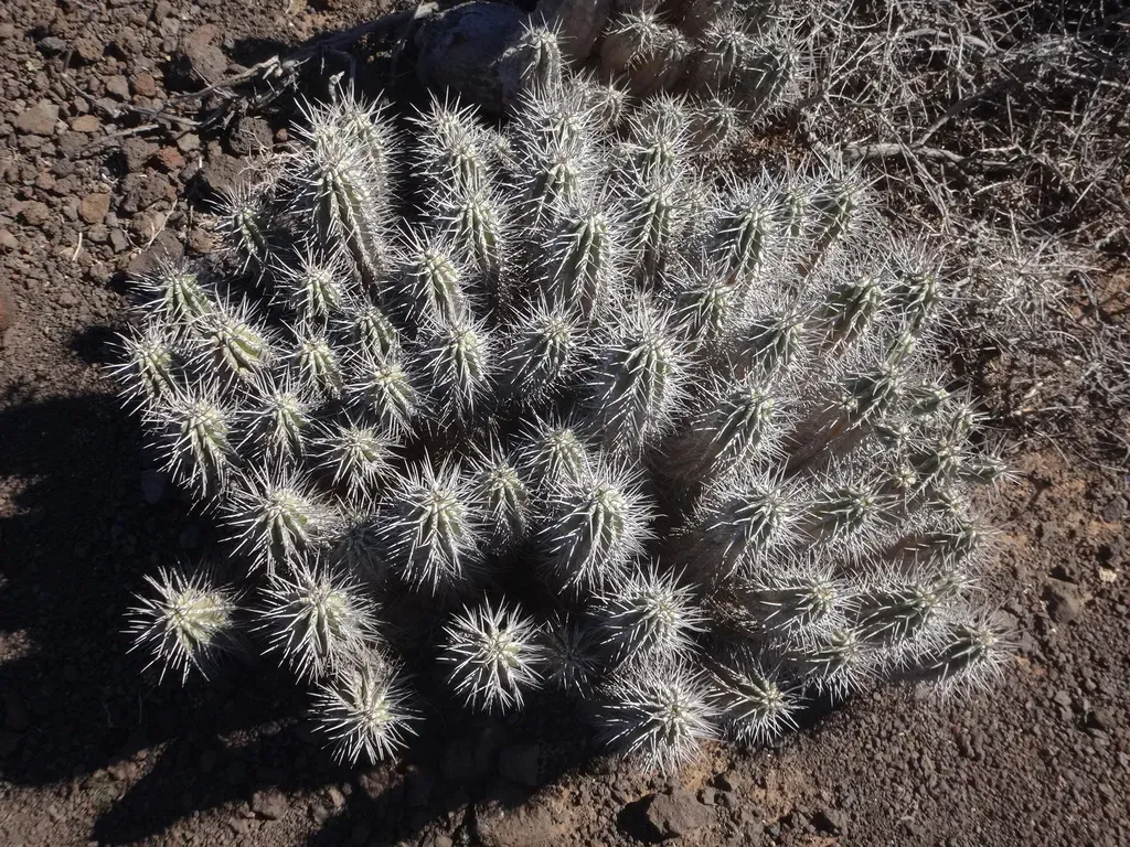 Euphorbia Handiensis