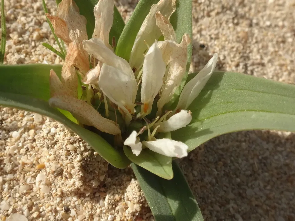 Colchicum Psammophilum