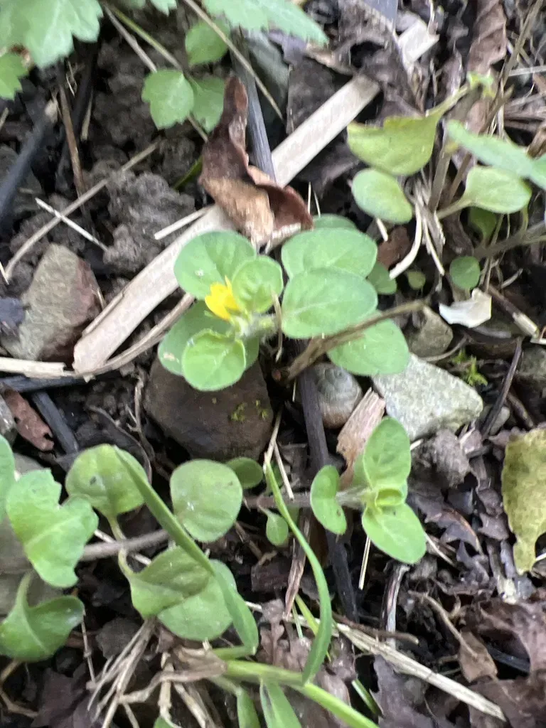 Japanese Loosestrife
