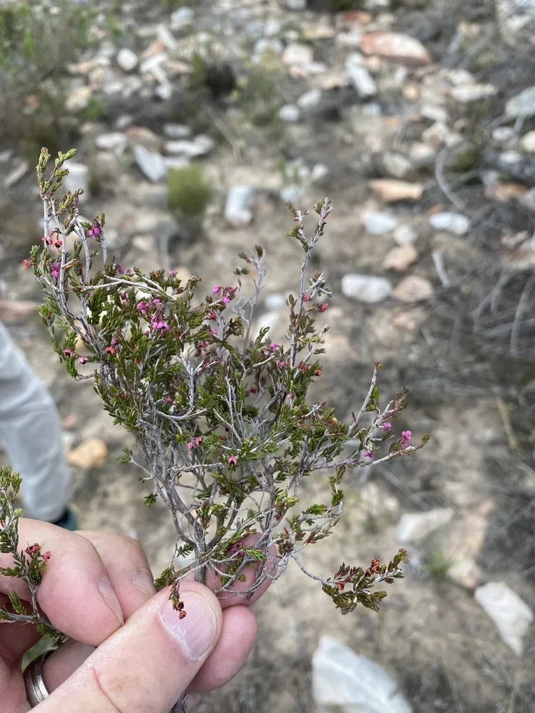 Erica Zebrensis