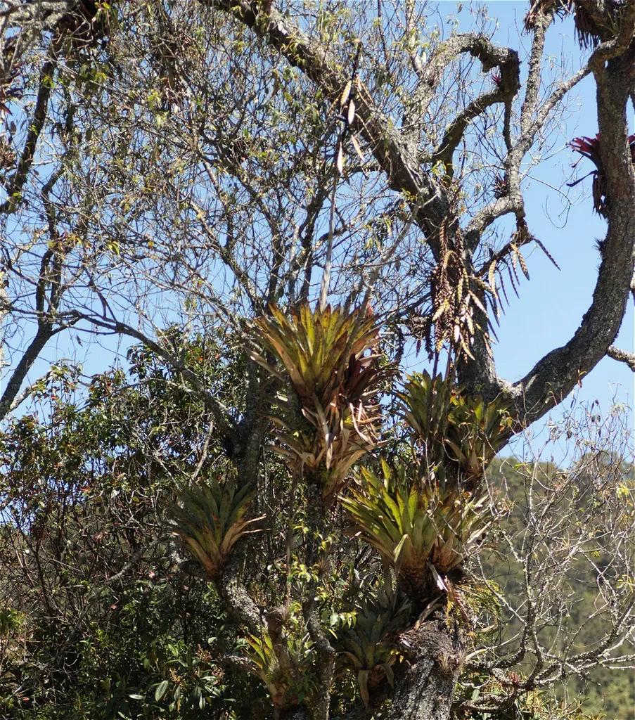 Tillandsia Francisci