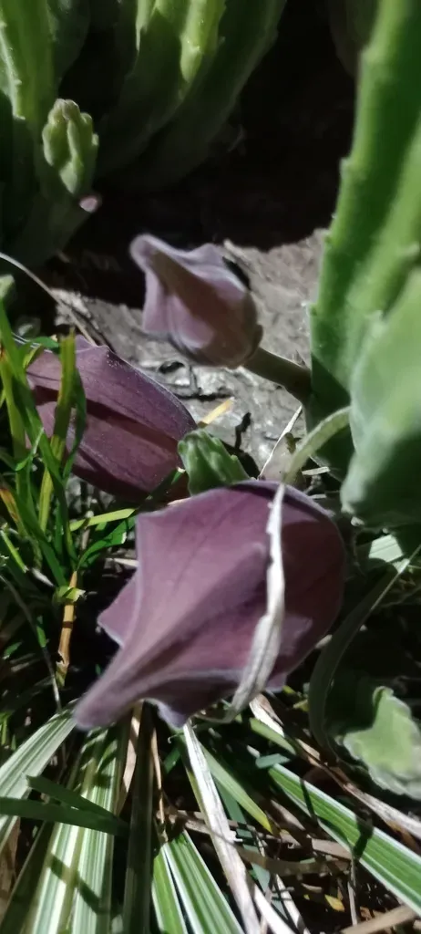 Stapelia Leendertziae