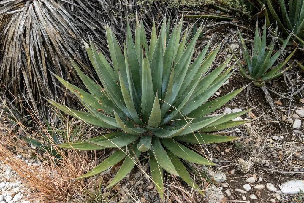 Slim-footed Agave