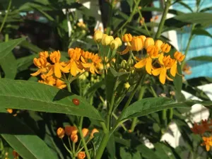 Tropical Milkweed