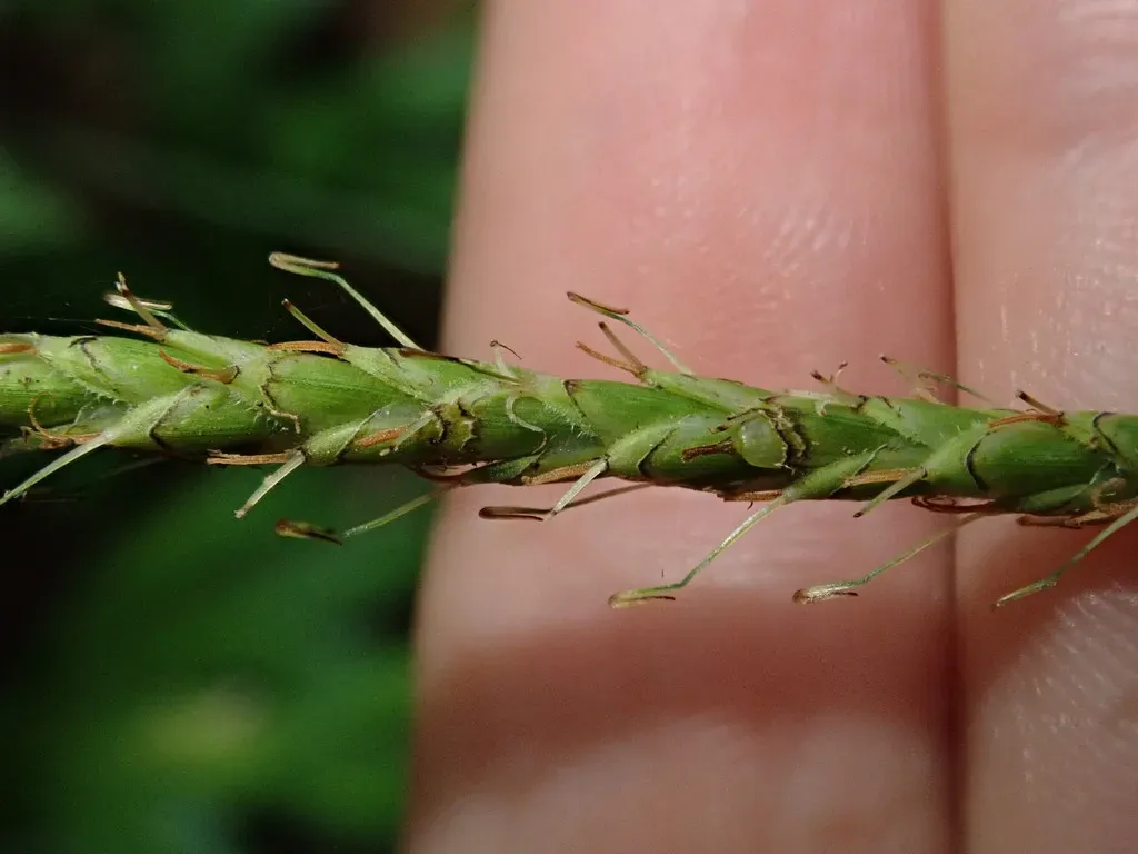 Carex Hamata
