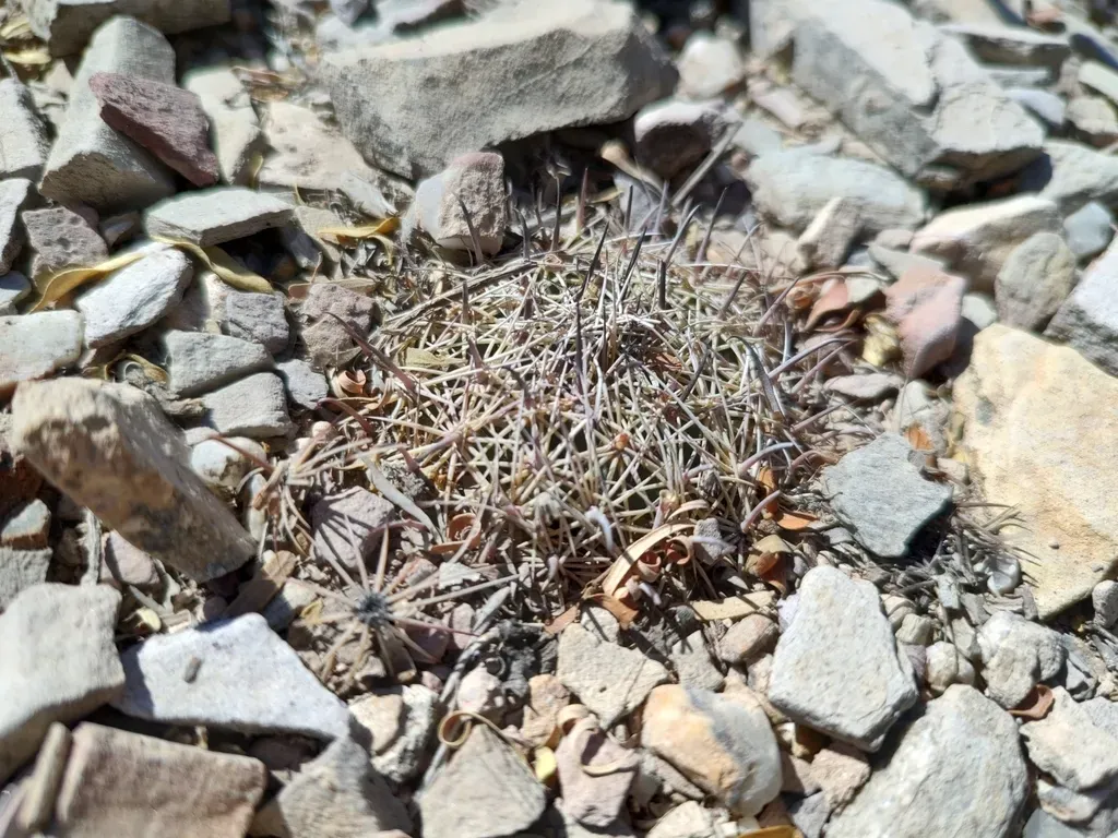 Delicate Coryphantha