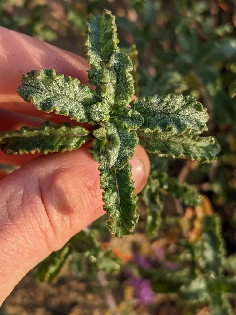 Curlyleaf Monardella