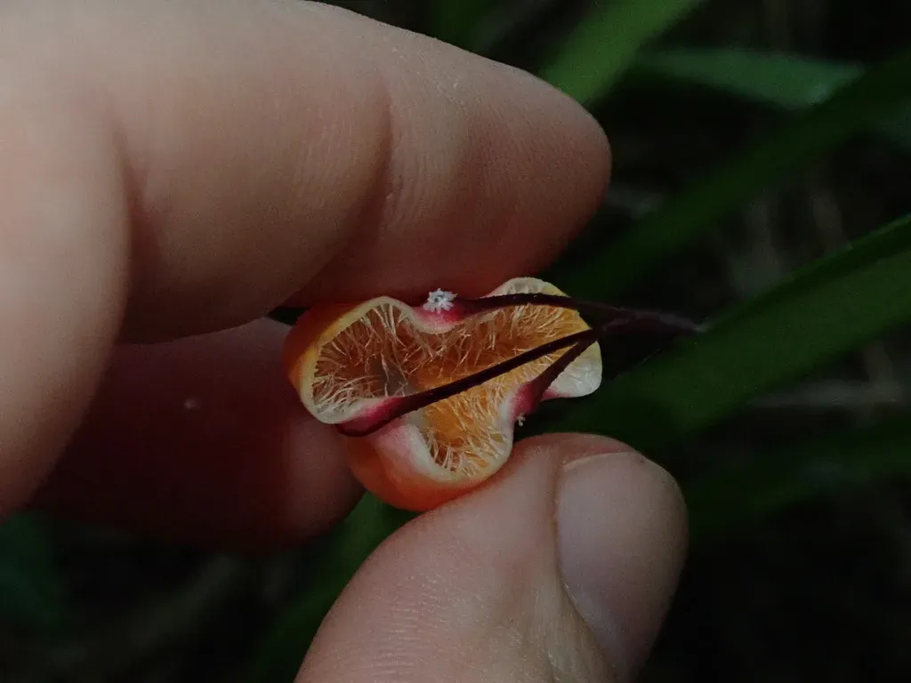 Father Sodiro's Dracula