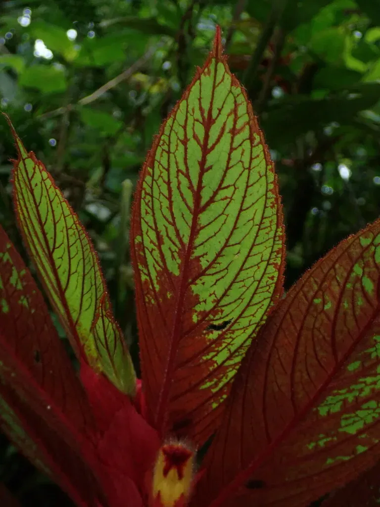 Columnea Eubracteata