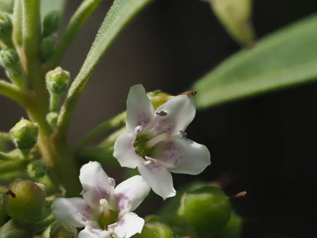 Myoporum Stellatum