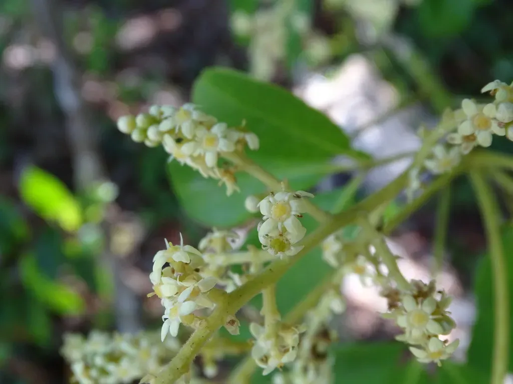 Esenbeckia Pentaphylla