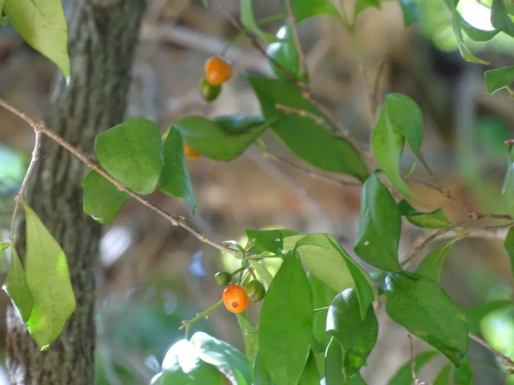Bunchosia Lindeniana