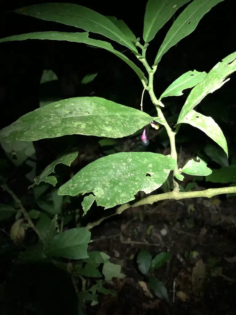 Cuatresia Fosteriana