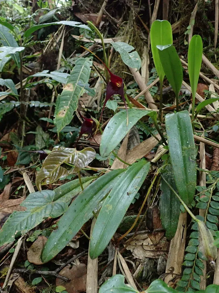 Masdevallia Cucullata