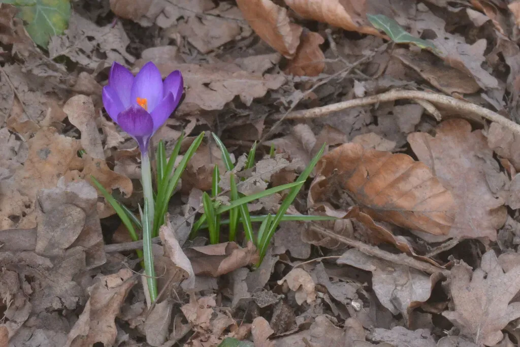 Crocus Neapolitanus × Tommasinianus