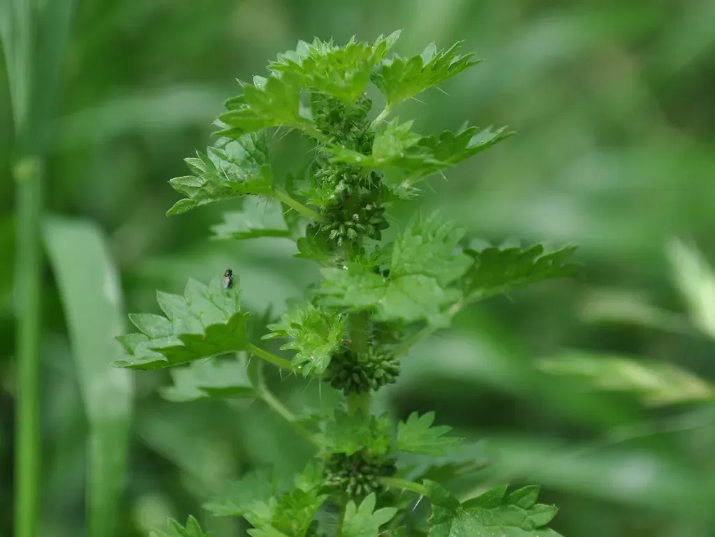 Urtica Circularis