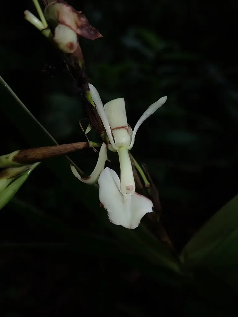 Epidendrum Hymenodes