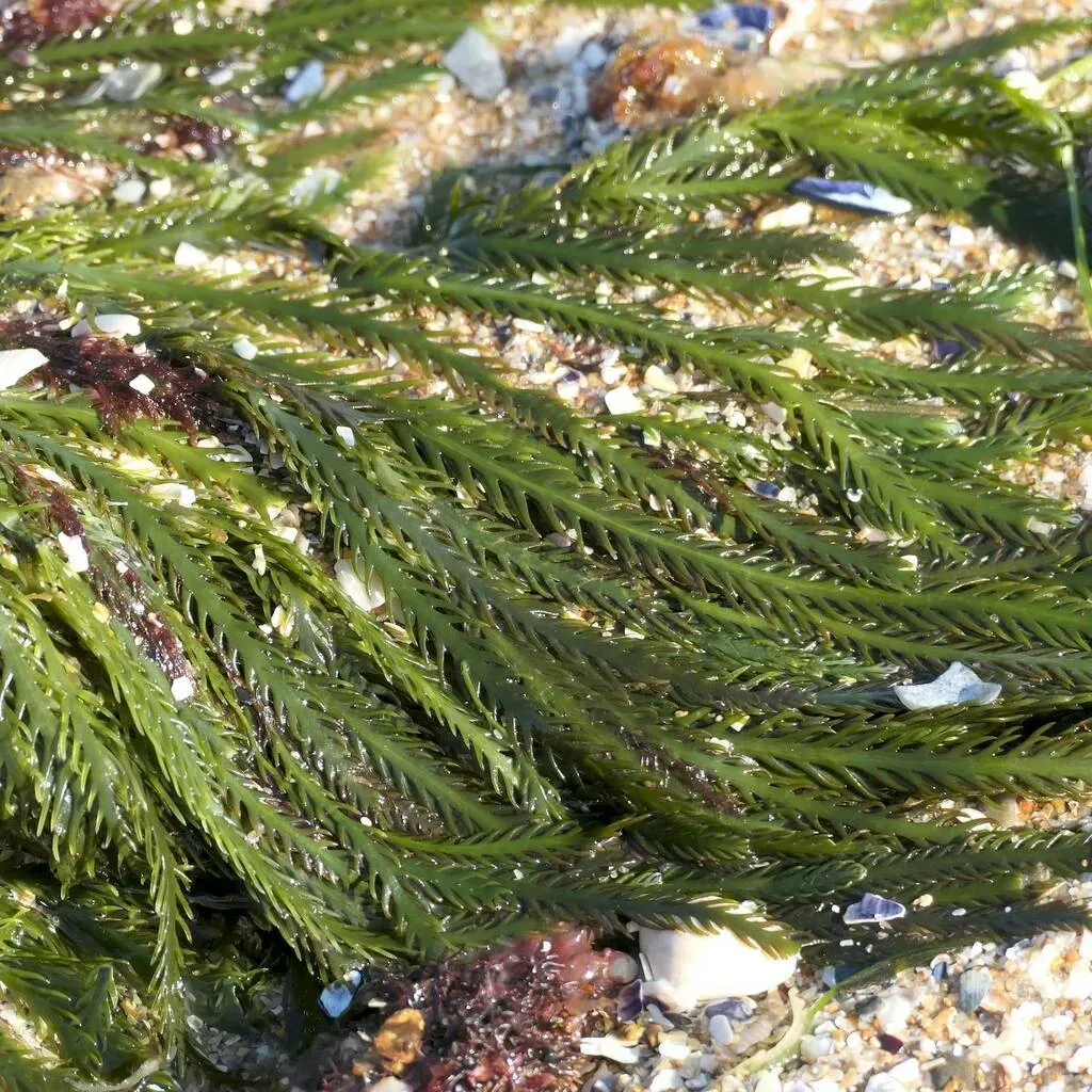 Caulerpa Remotifolia