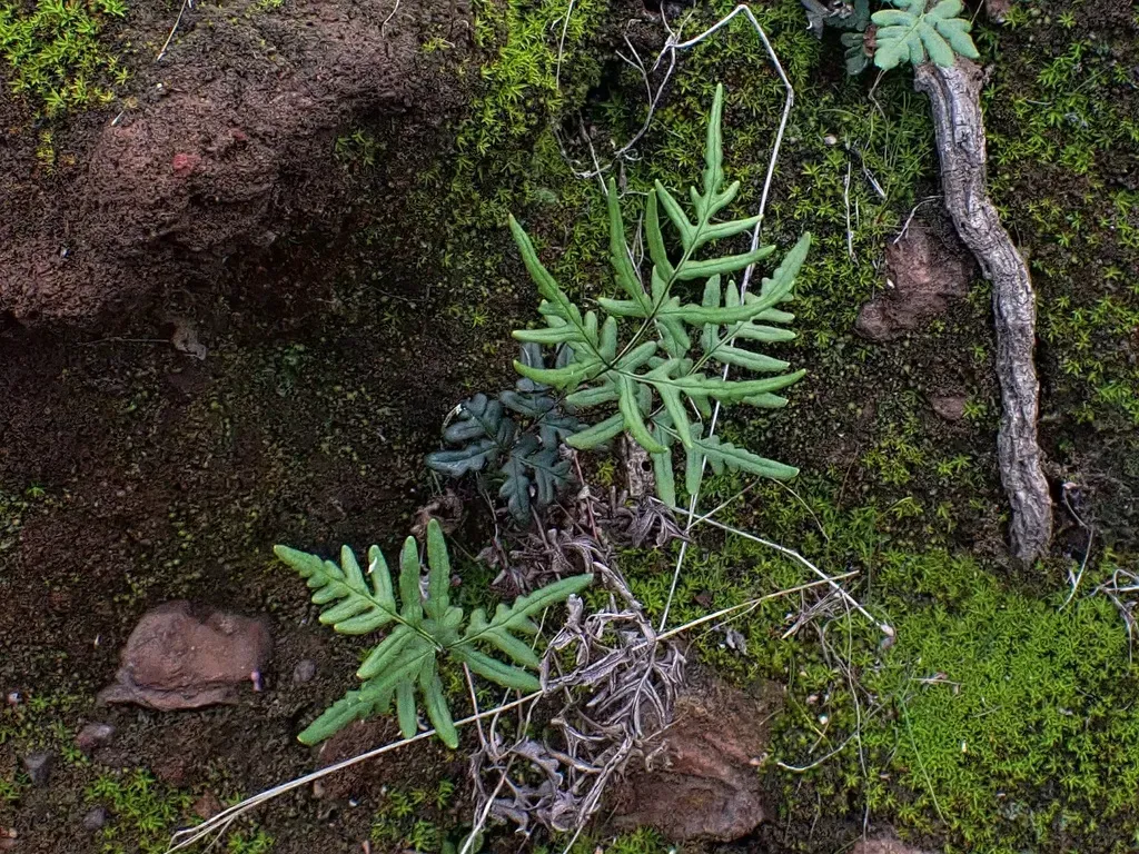 Coastal Silverback Fern