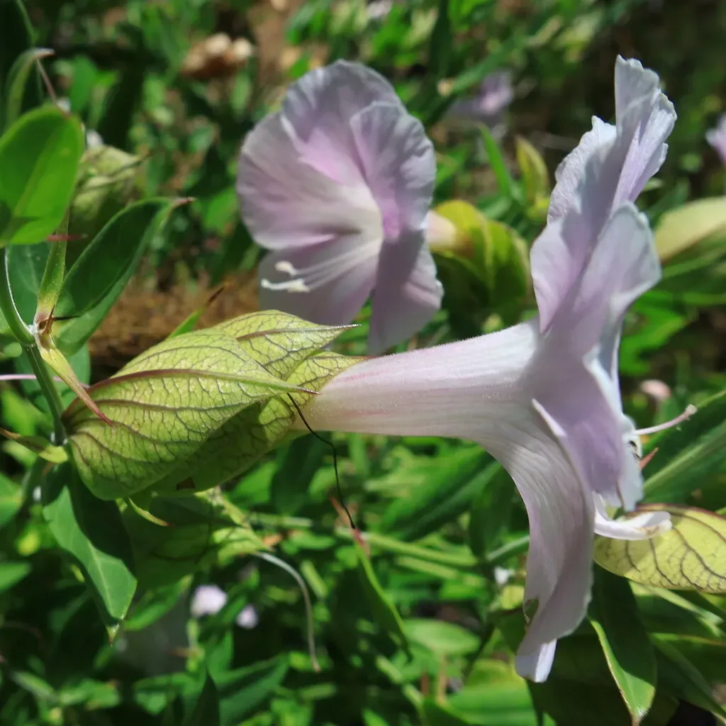 Wild Bush Petunia