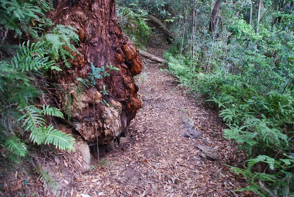 New England Blackbutt
