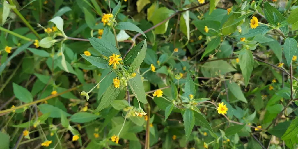 Melampodium Microcephalum