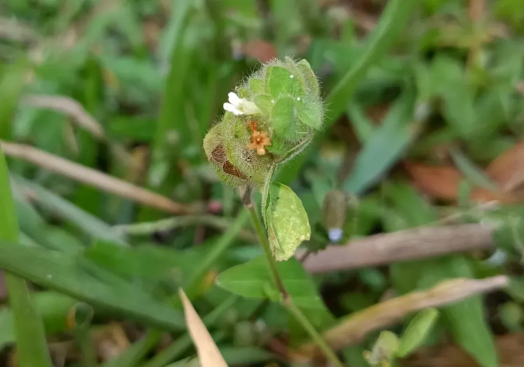 Phaulopsis Dorsiflora