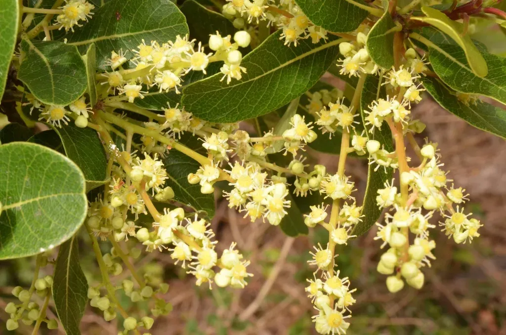 Buchanania Siamensis