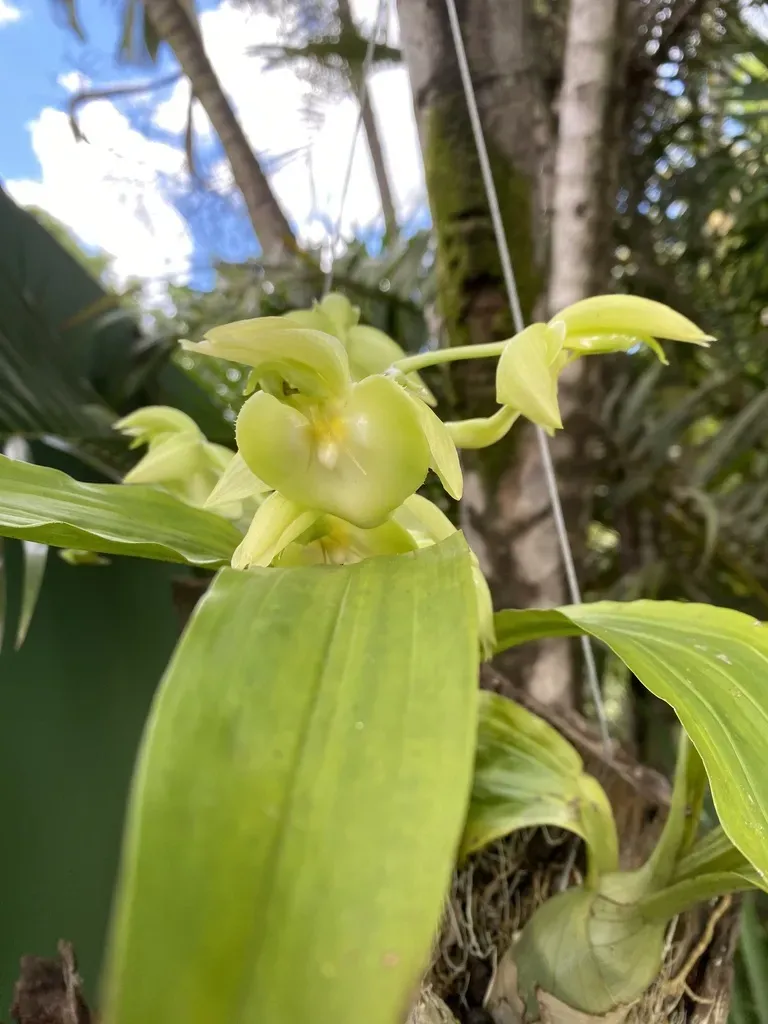 Catasetum Spitzii