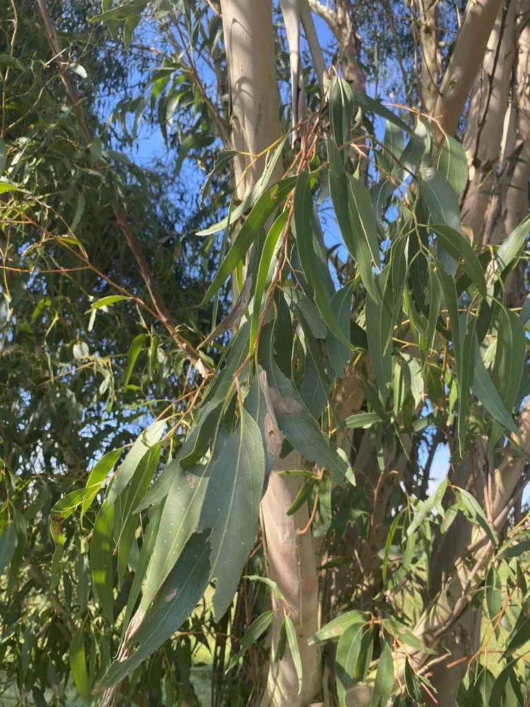 Eucalyptus Dendromorpha
