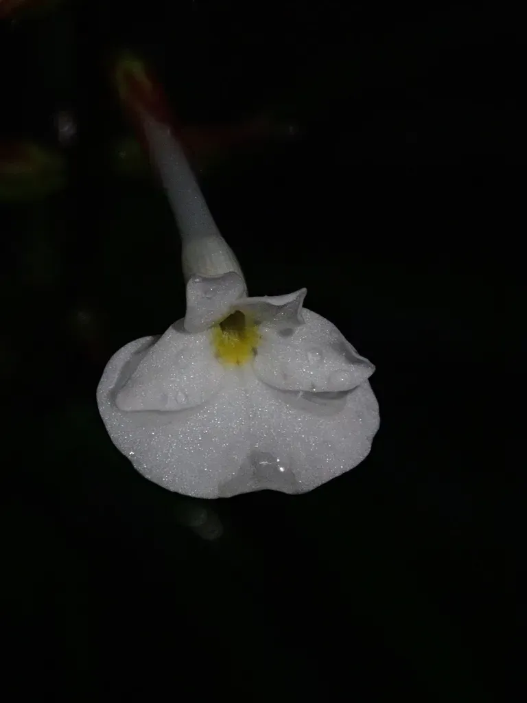 Aphanandrium Narupayacuense