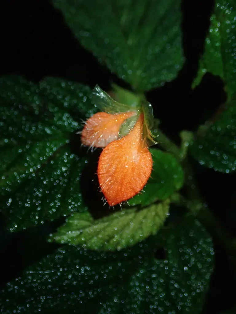 Begonia Pectennervia