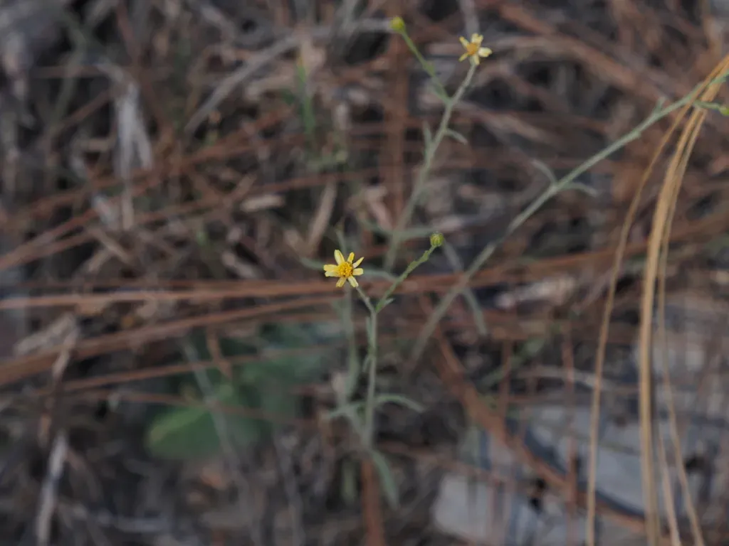 Oxypappus Scaber