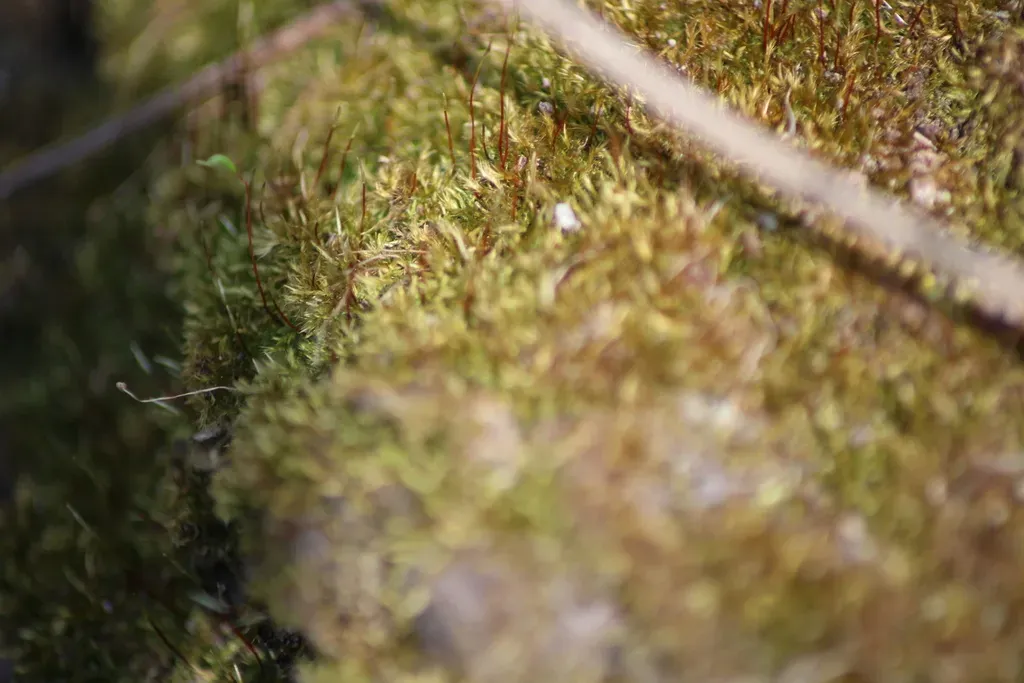 Incurved Feather-moss