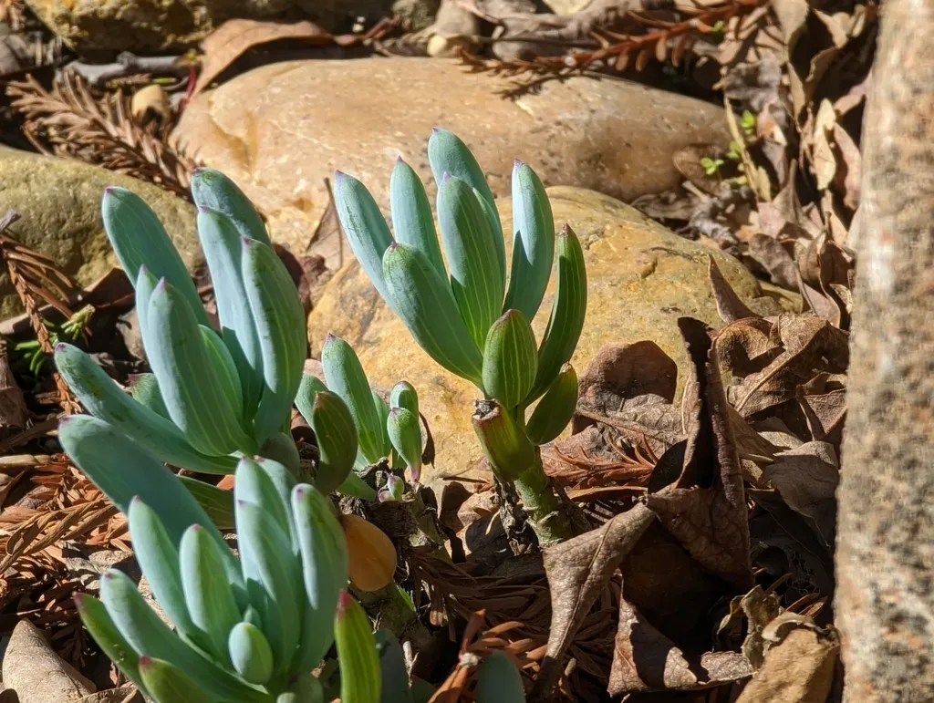 Narrow-leaf Chalksticks
