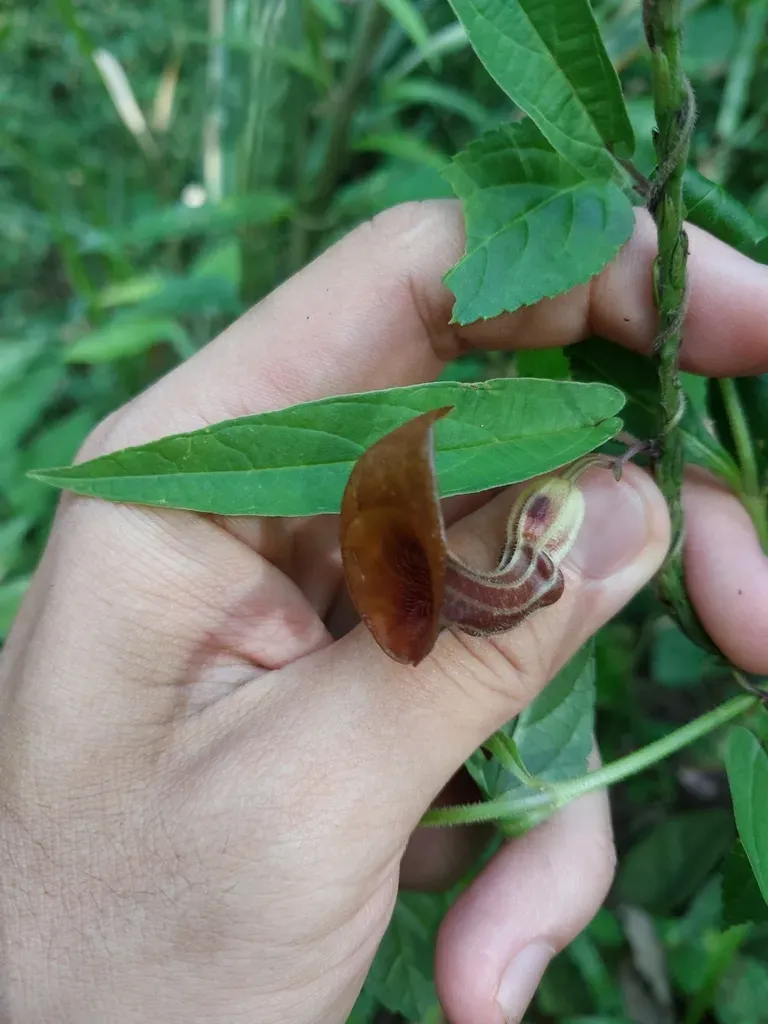 Aristolochia Melastoma