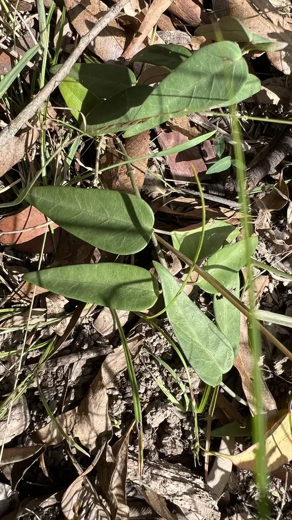 Pear-fruited Milk Vine