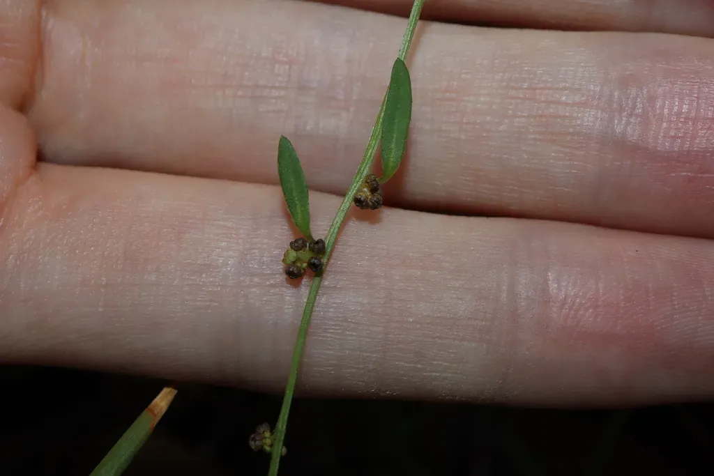 Chenopodium Polygonoides