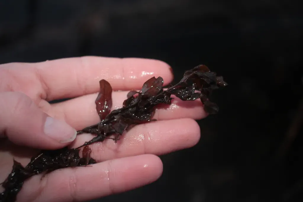 Northern St. John's-wort