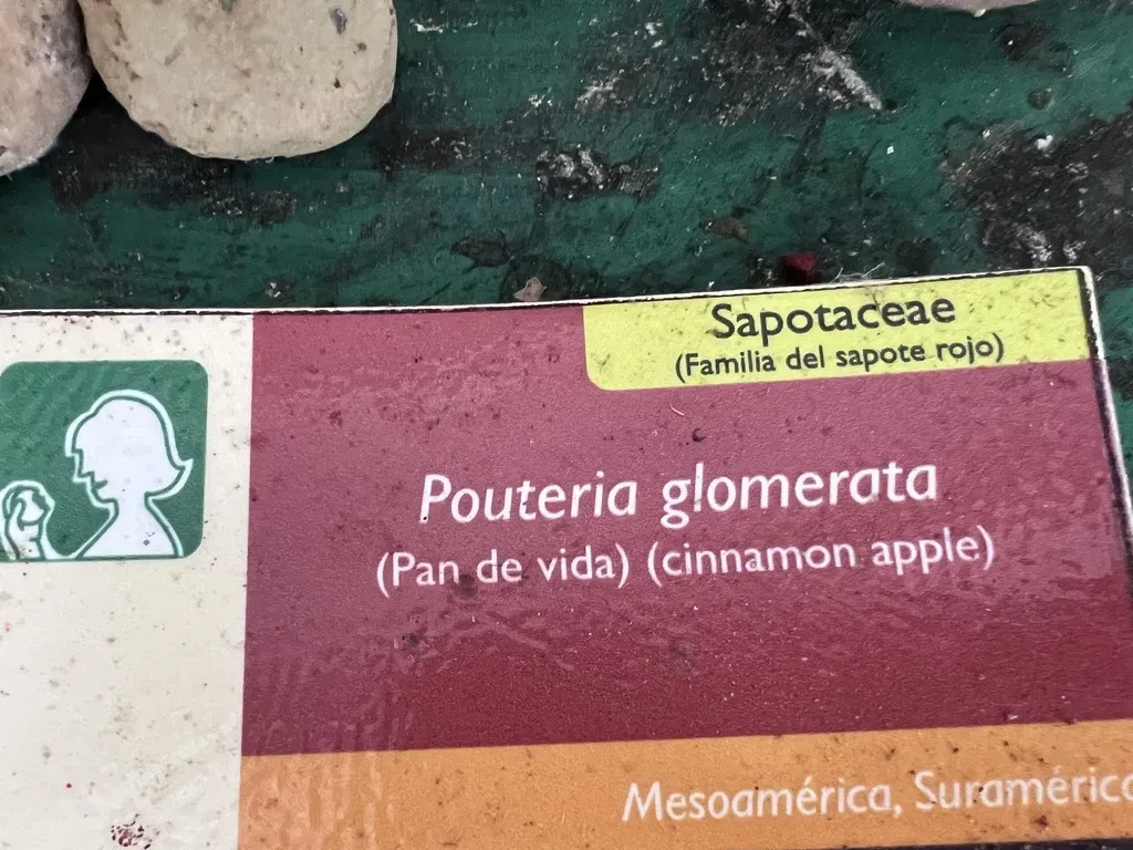 Pouteria Glomerata