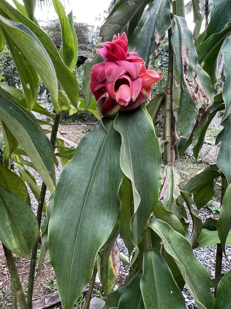 Costus Lima