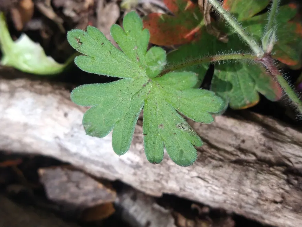 Geranium Magellanicum