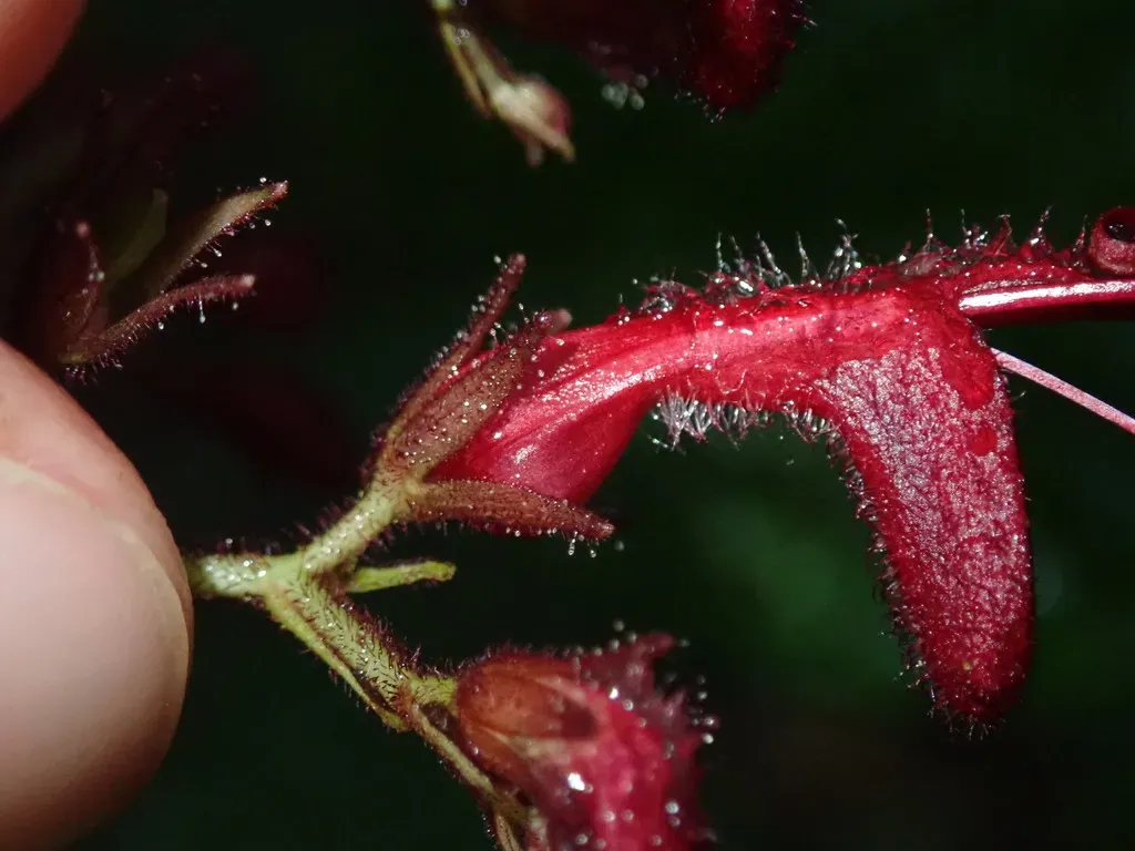 Stenostephanus Lugonis