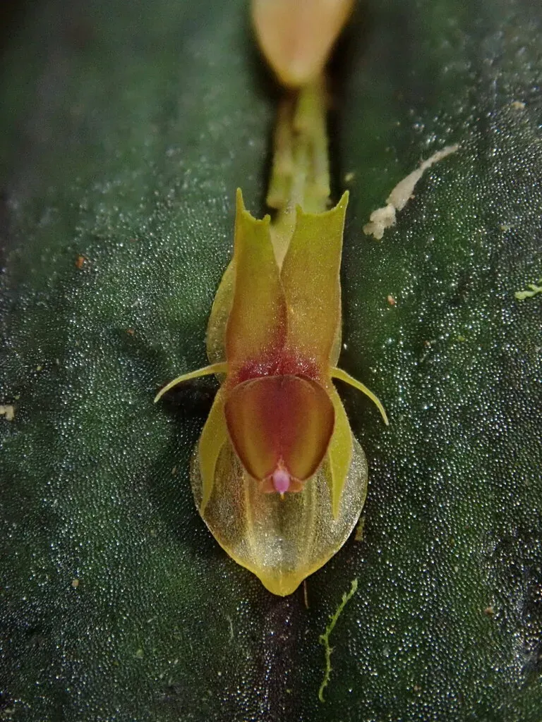 Blunt Point Lepanthes
