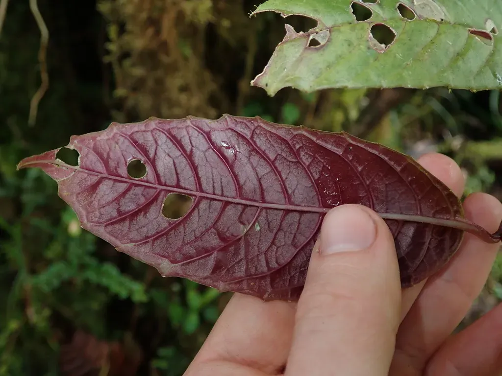 Burmeistera Huacamayensis