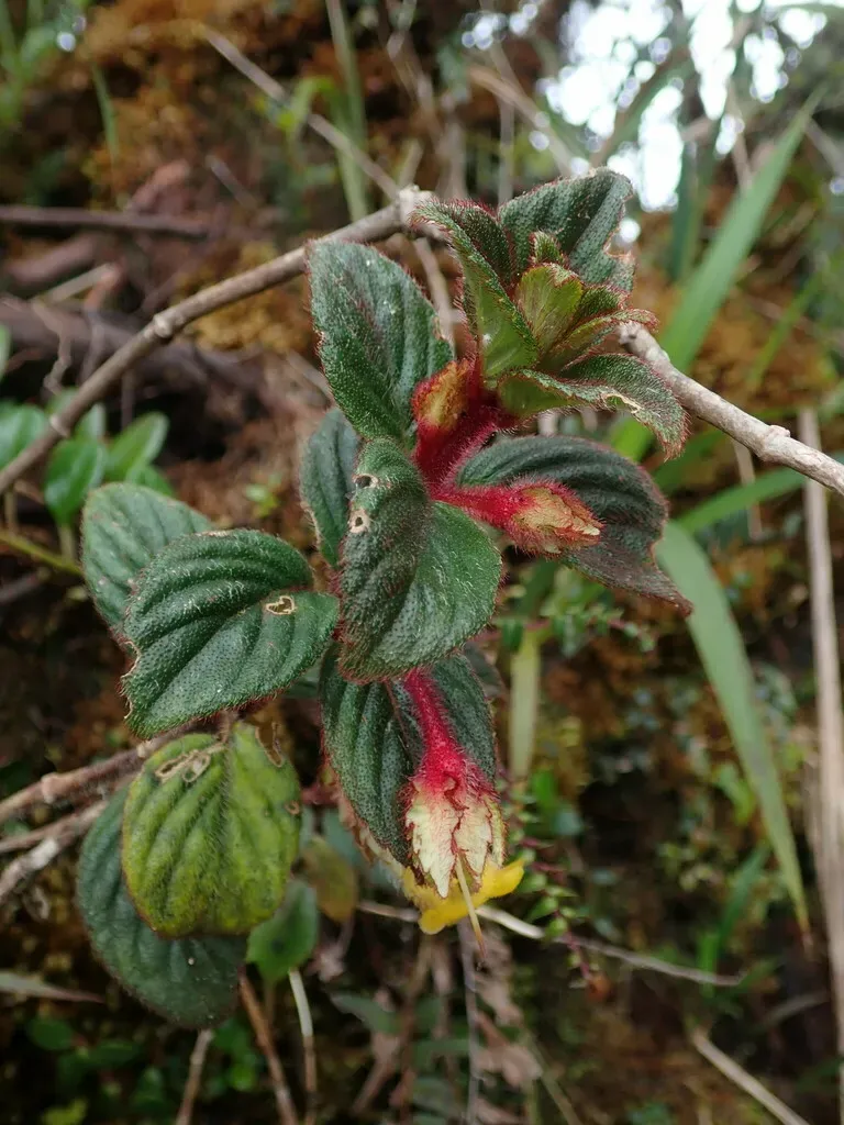Glossoloma Altescandens